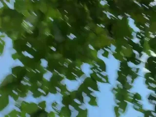 Lindanbeo00